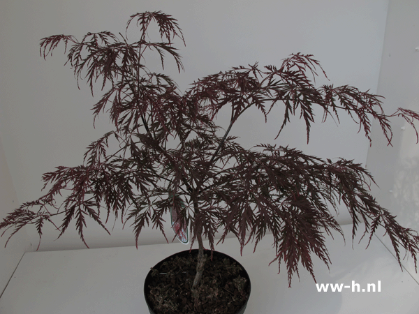 Acer palmatum 'Garnet' - Klik op de afbeelding om het venster te sluiten